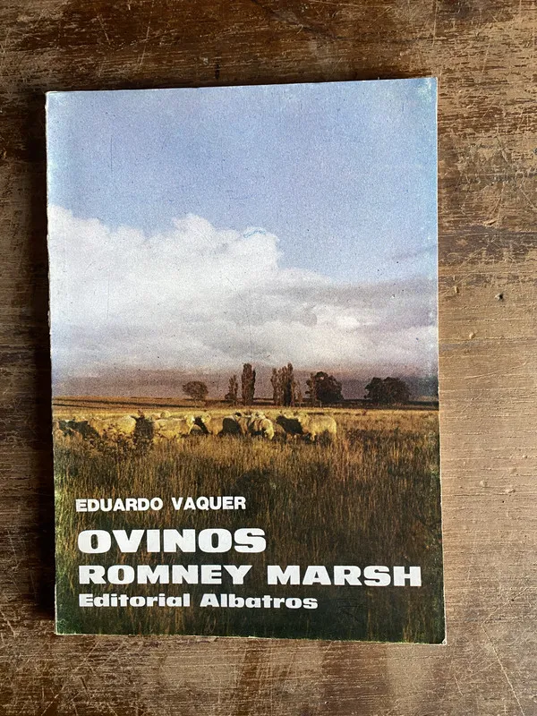 Ovinos Romney Marsh - Vaquer Eduardo (5k6)